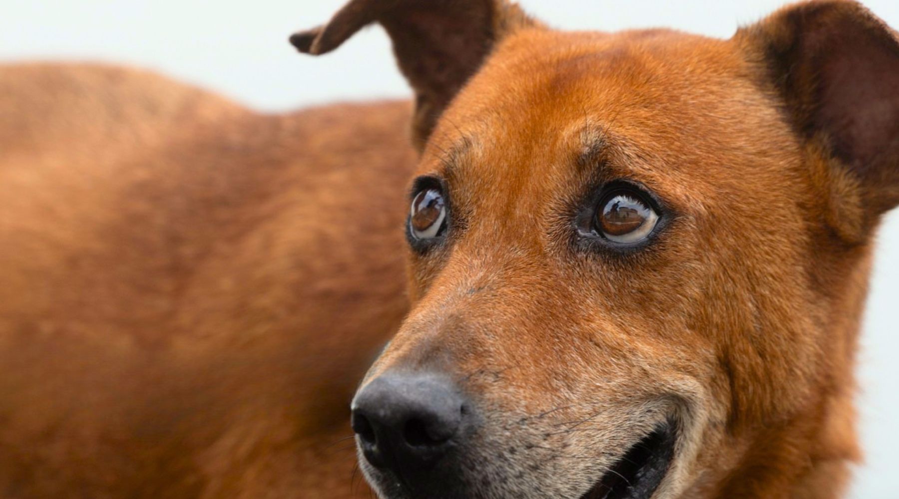 Sugar Snout Project, Senior Dogs for Adoption at SOSD