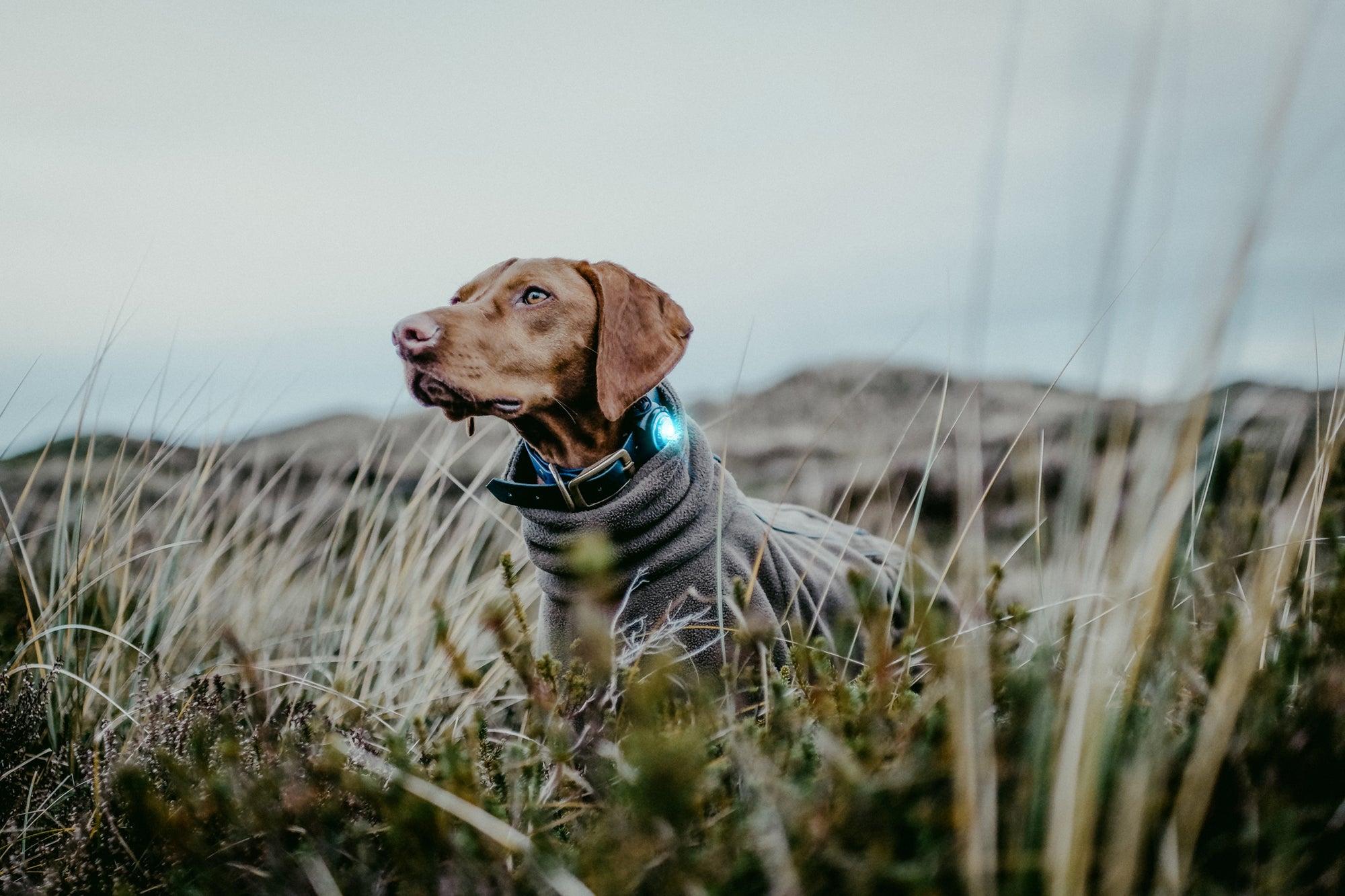 Orbiloc Dog Dual Safety Lights