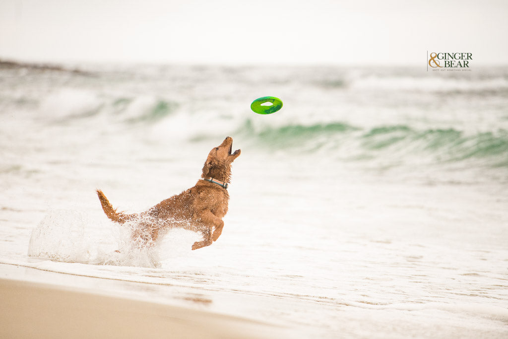Zogoflex and Seaflex Dog Toys by West Paw Design, Why Ginger and Bear loves them