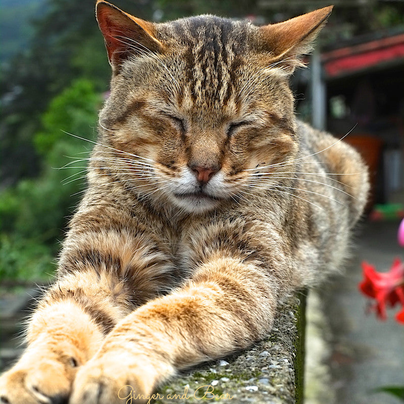 Cats