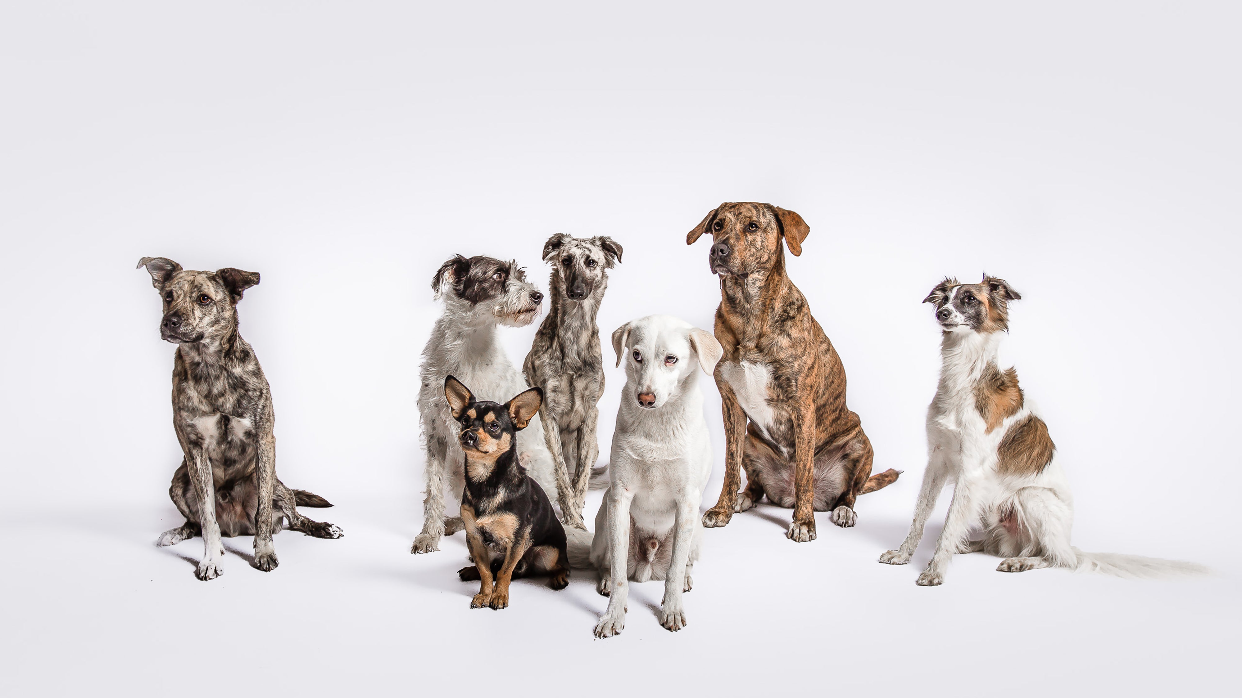 Cloud7 Dog Gear Leash Collar Harness Ginger and Bear