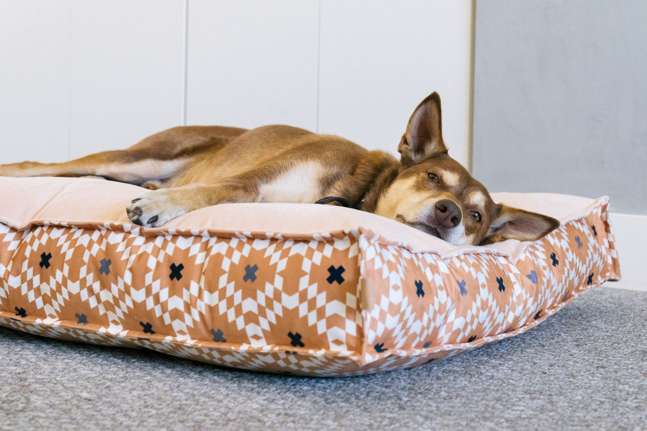New Dog and Cat Beds!