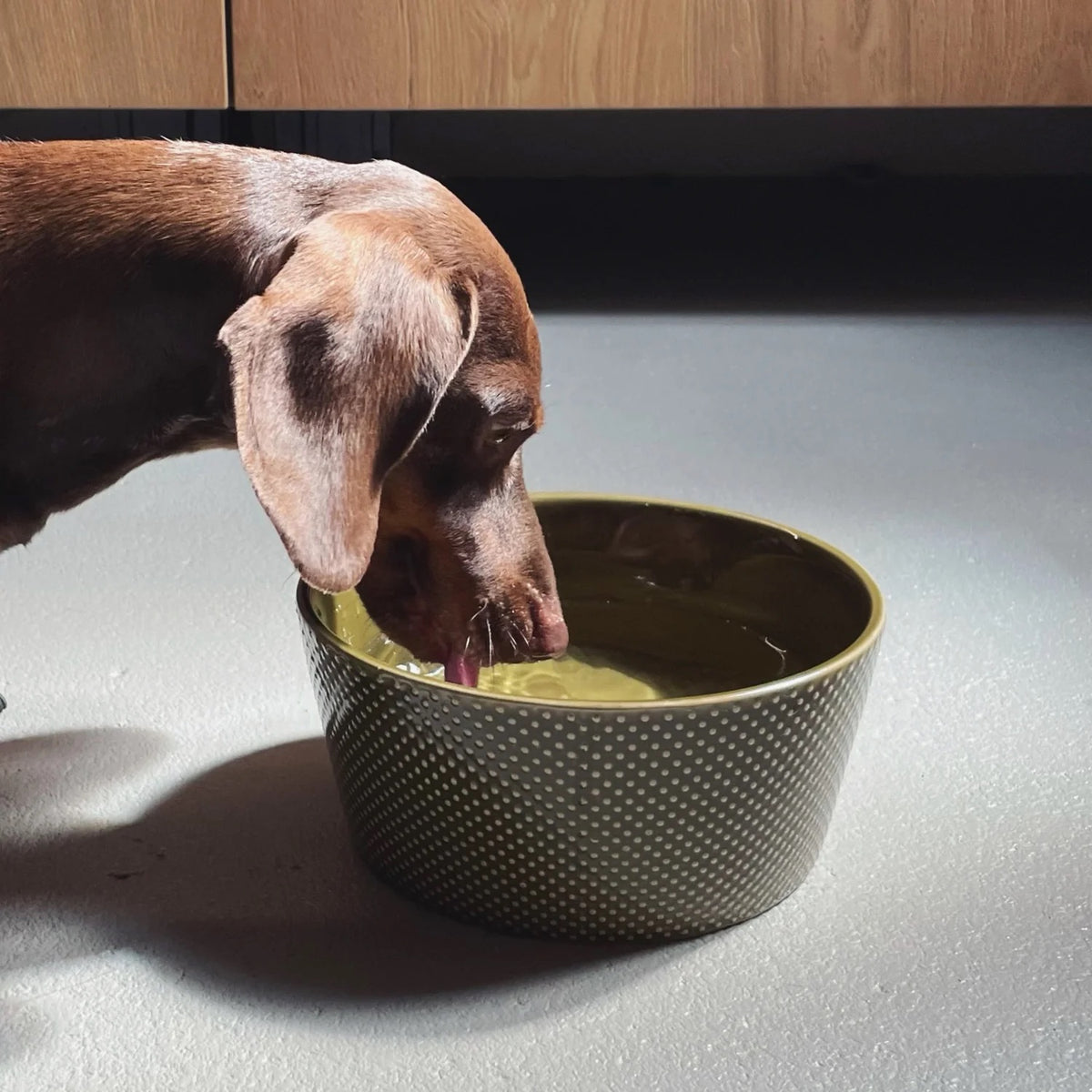 Cloud7 Alain high quality dishwasher safe ceramic dog bowl in an earthy color featuring a textured polkadot