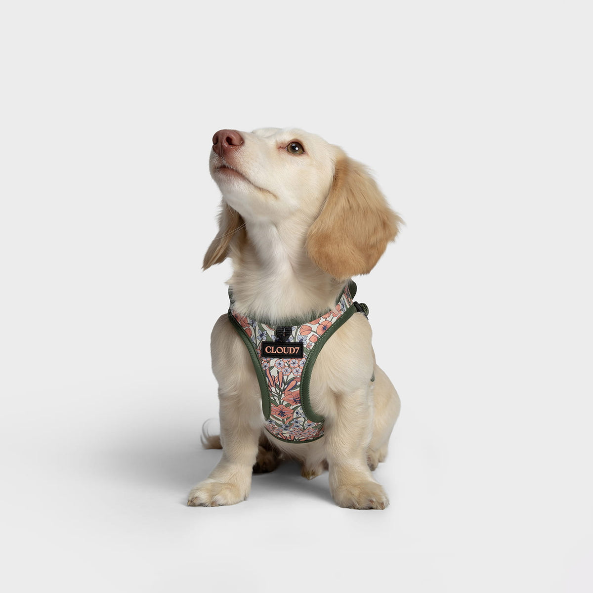 Cloud7 LTTL lightweight ergonomic step in harness for small dogs in a green and pink floral blossom print.