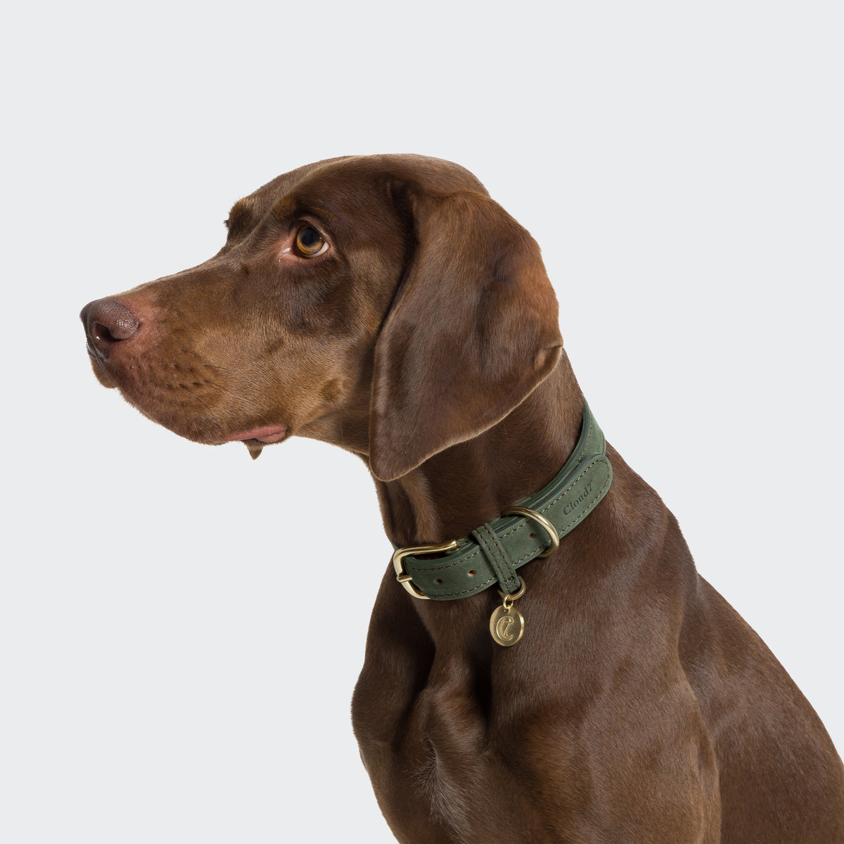 Cloud7 Tiergarten minimalist nubuck leather dog collar in forest green with brass buckle.