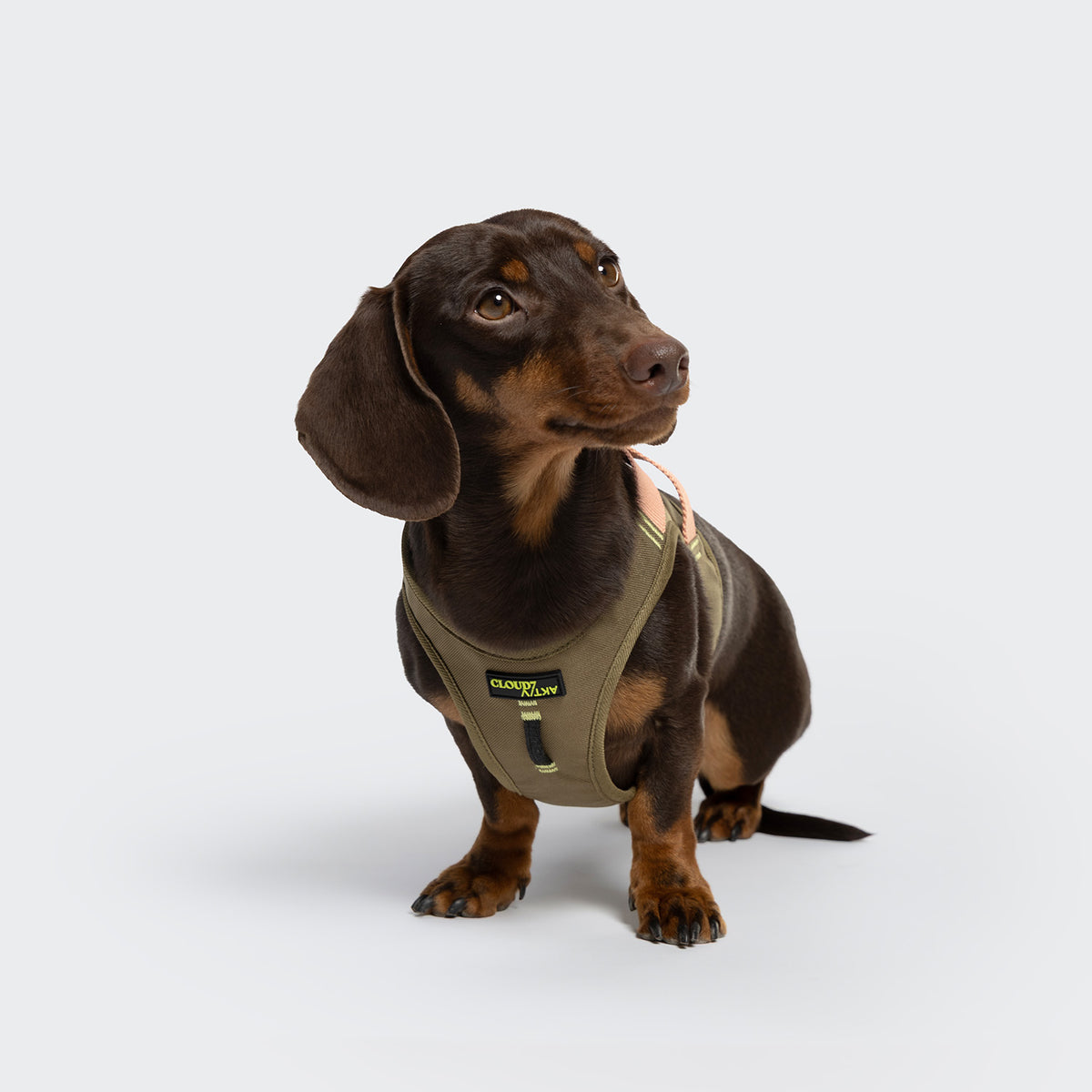 Cloud7 V-2 AKTIV Cordura small dog vest harness with front chest lead attachment point for no pull control