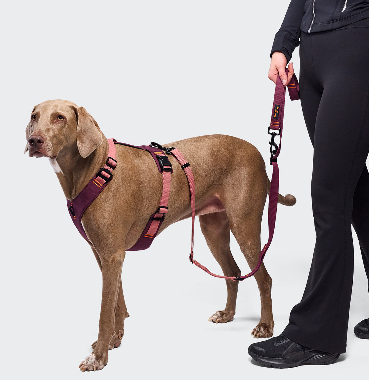 All weather UV resistant Cloud7 Y-2 AKTIV dog harness with quick dry padded mesh lining
