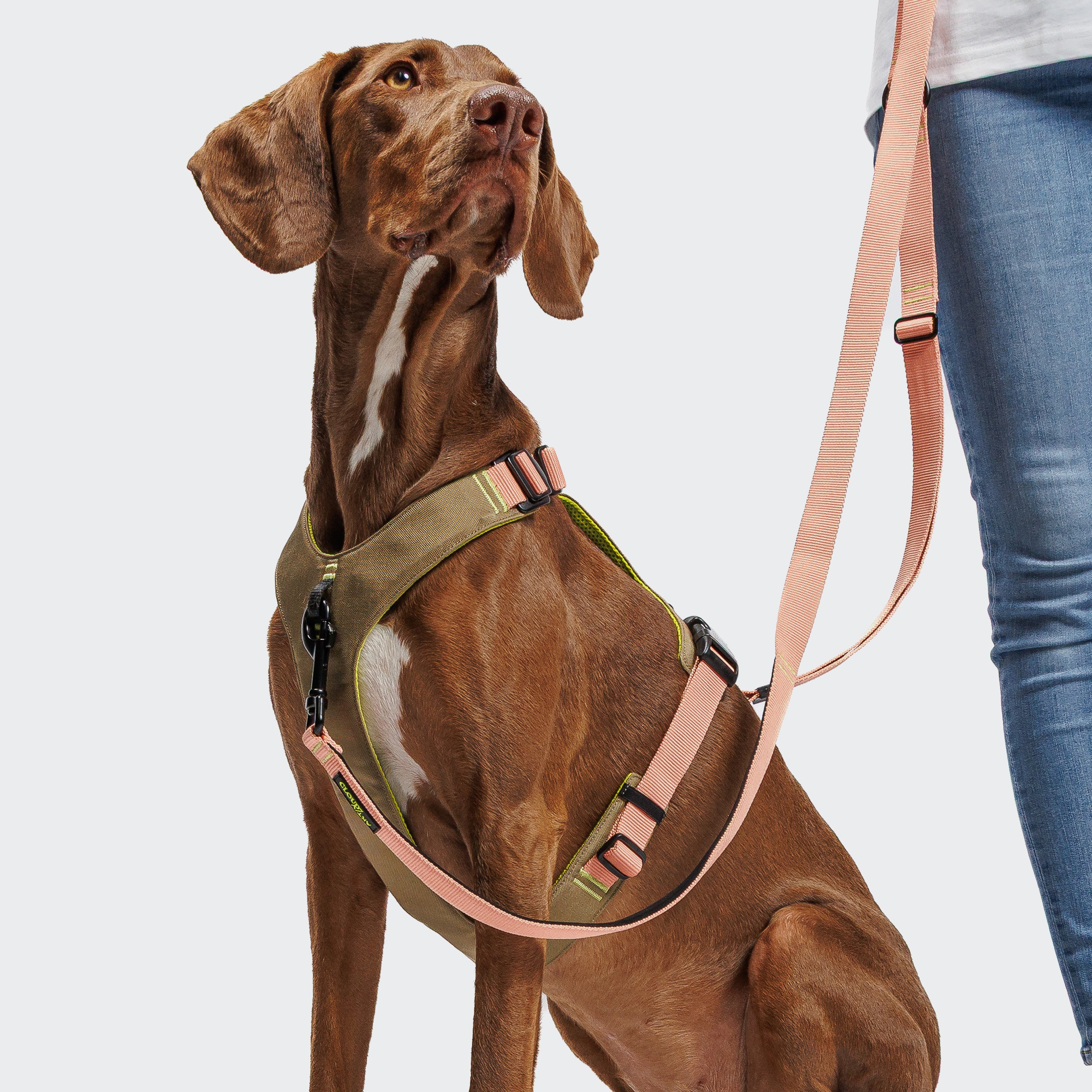 Cloud7: Y-2 AKTIV Dog Harness, Cordura Peach