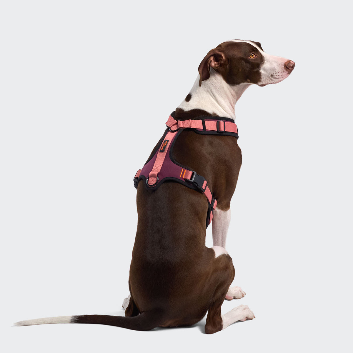 Cloud7 Y-3 Softshell ergonomic weather proof sports dog harness with friction free soft lining for sensitive skin