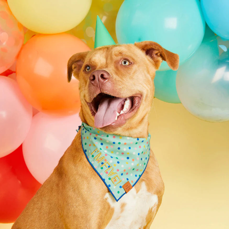 Dog and Cat Bandana: Confetti Dots