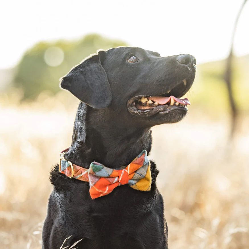Dog and Cat Bowtie: Buchanan Plaid Flannel