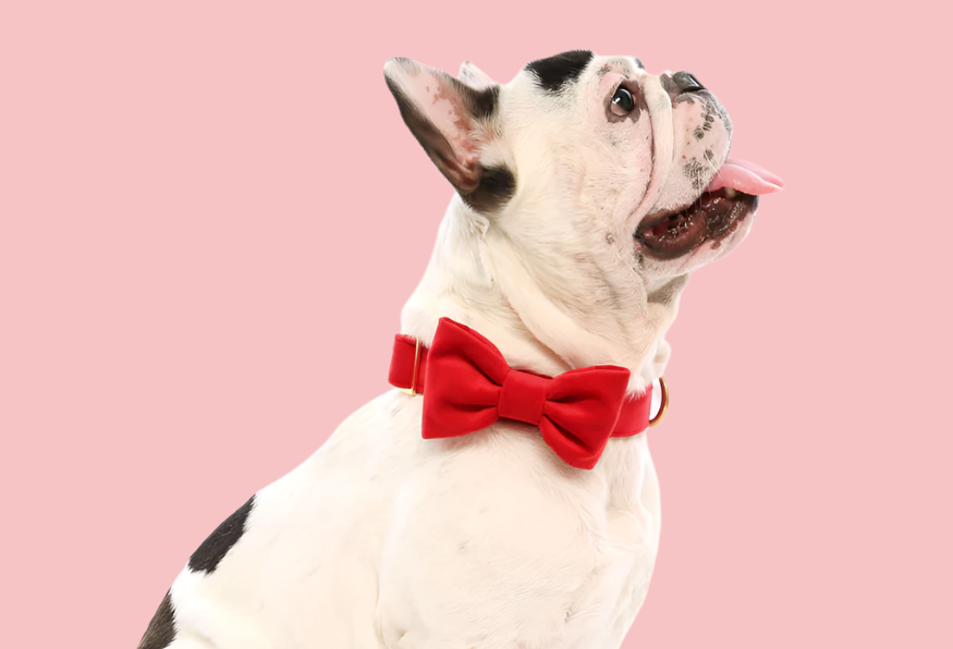 Dog and Cat Bowtie: Cranberry Velvet