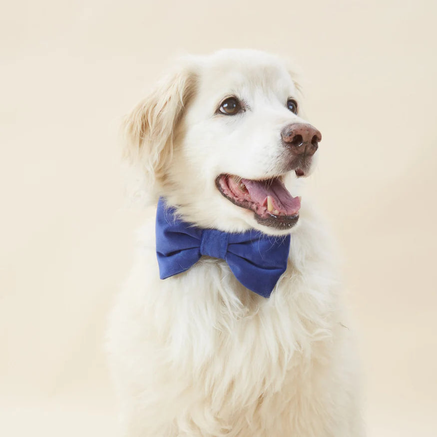 Dog and Cat Bowtie: Navy Velvet