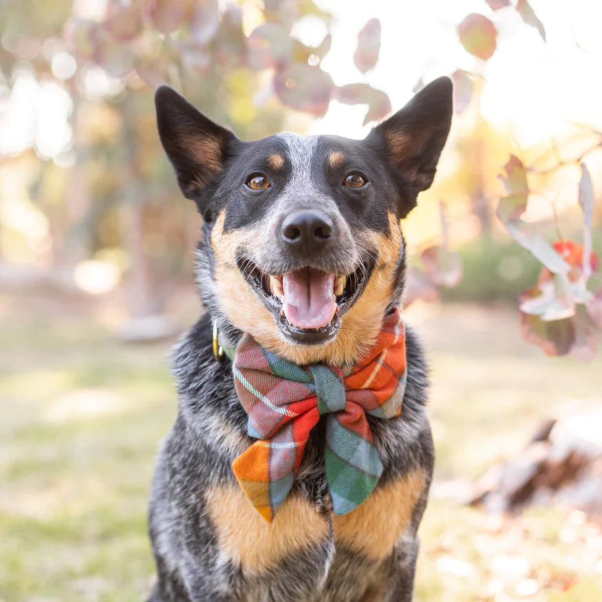 Dog and Cat Lady Bowtie: Buchanan Plaid Flannel