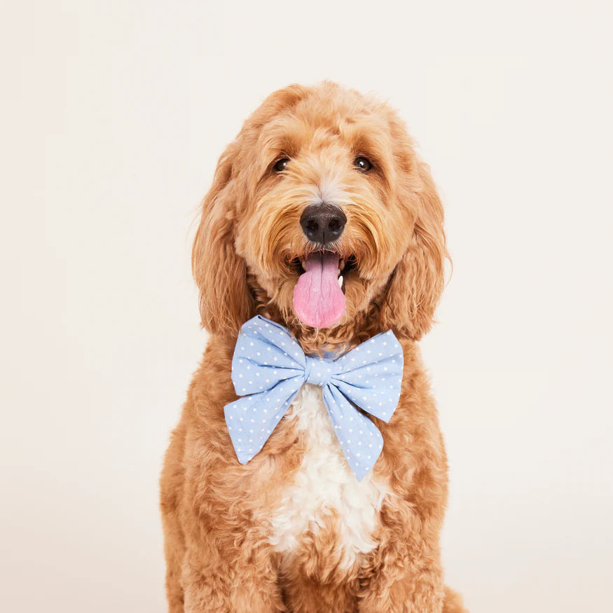 Dog and Cat Lady Bowtie: Chambray Dots