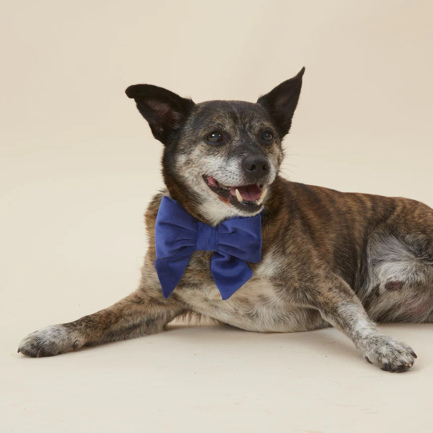 Dog and Cat Lady Bowtie: Navy Velvet