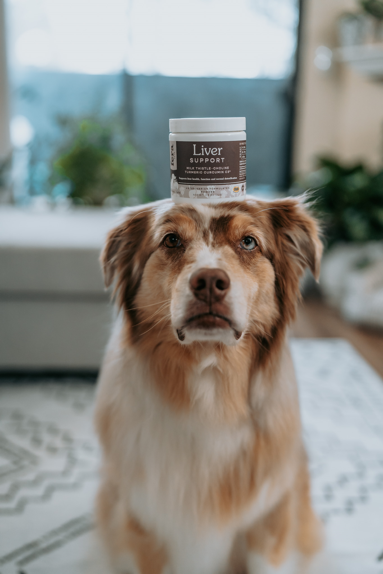 Fera Pet Organics Dog and Cat Supplement, Healthy Aging Bundle