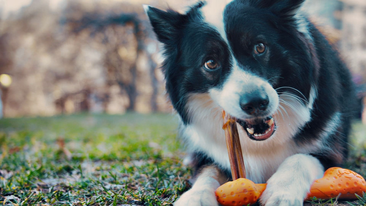 Fetch Dog Toy: Goat Sport Bone