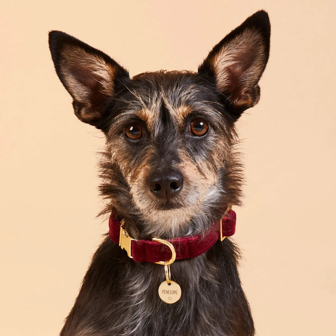 Dog Collar: Burgundy Velvet