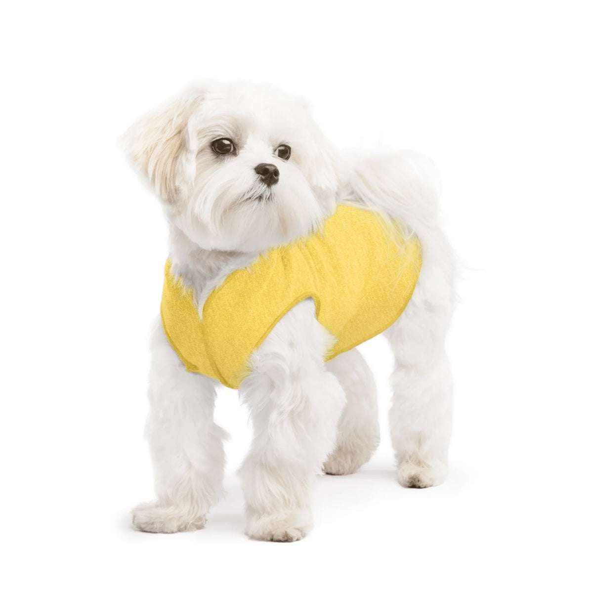 Sun Shield Tee shirts for Dogs and Cats, in Butter