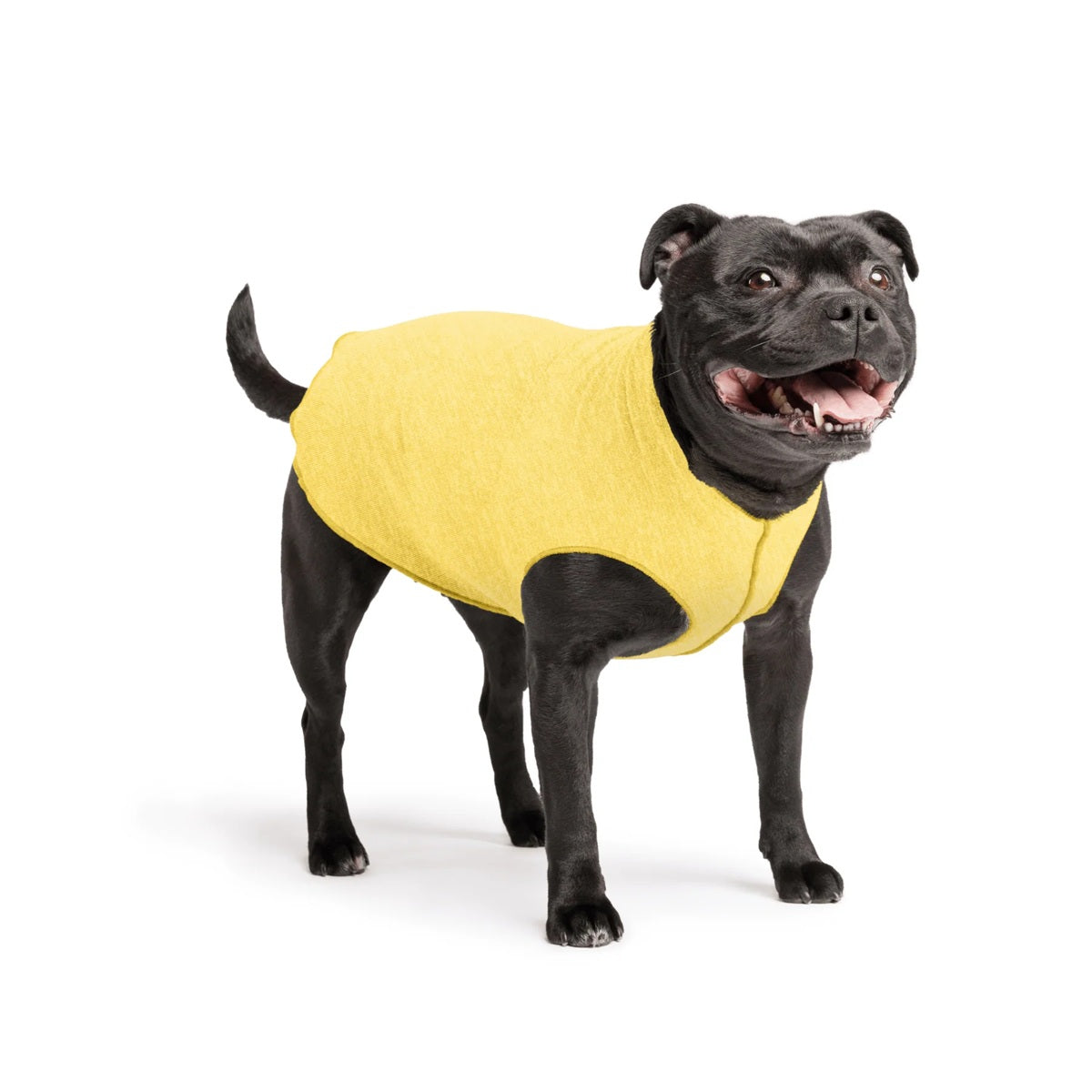 Sun Shield Tee shirts for Dogs and Cats, in Butter