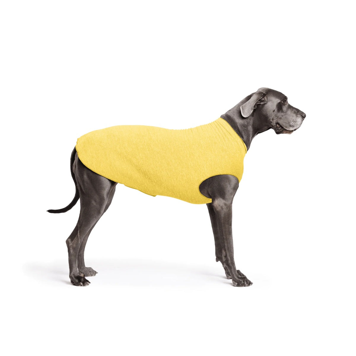 Sun Shield Tee shirts for Dogs and Cats, in Butter