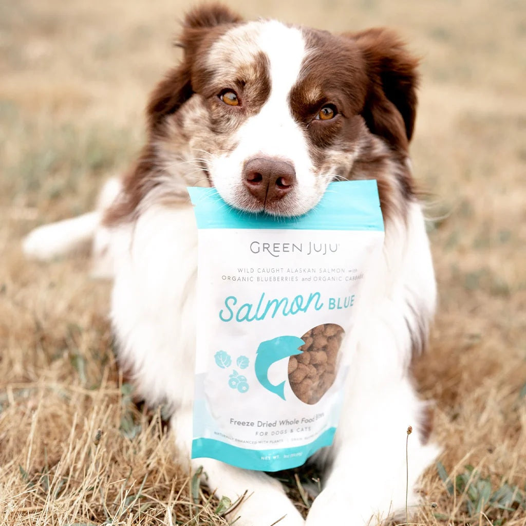 Green Juju Freeze Dried Wild Salmon bites antioxidant rich blueberry and fish organ treats for pet brain and immune support