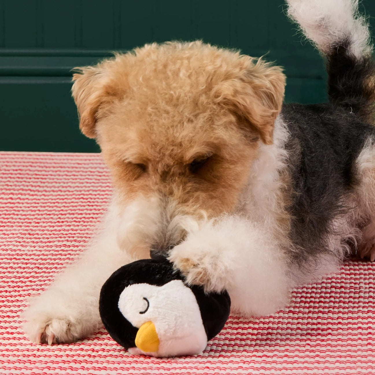 Holiday Squeaky Interactive Plush Dog toys, Penguin 2-in-1 Bounce Toy
