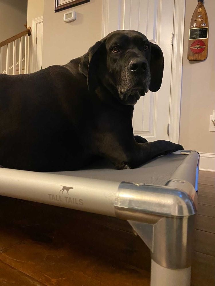 K9 COT Elevated Dog Bed: Mesh Top