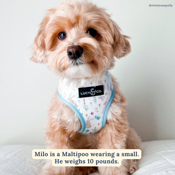 Lucy&Co Reversible Dog Harness: Hippity Hoppity