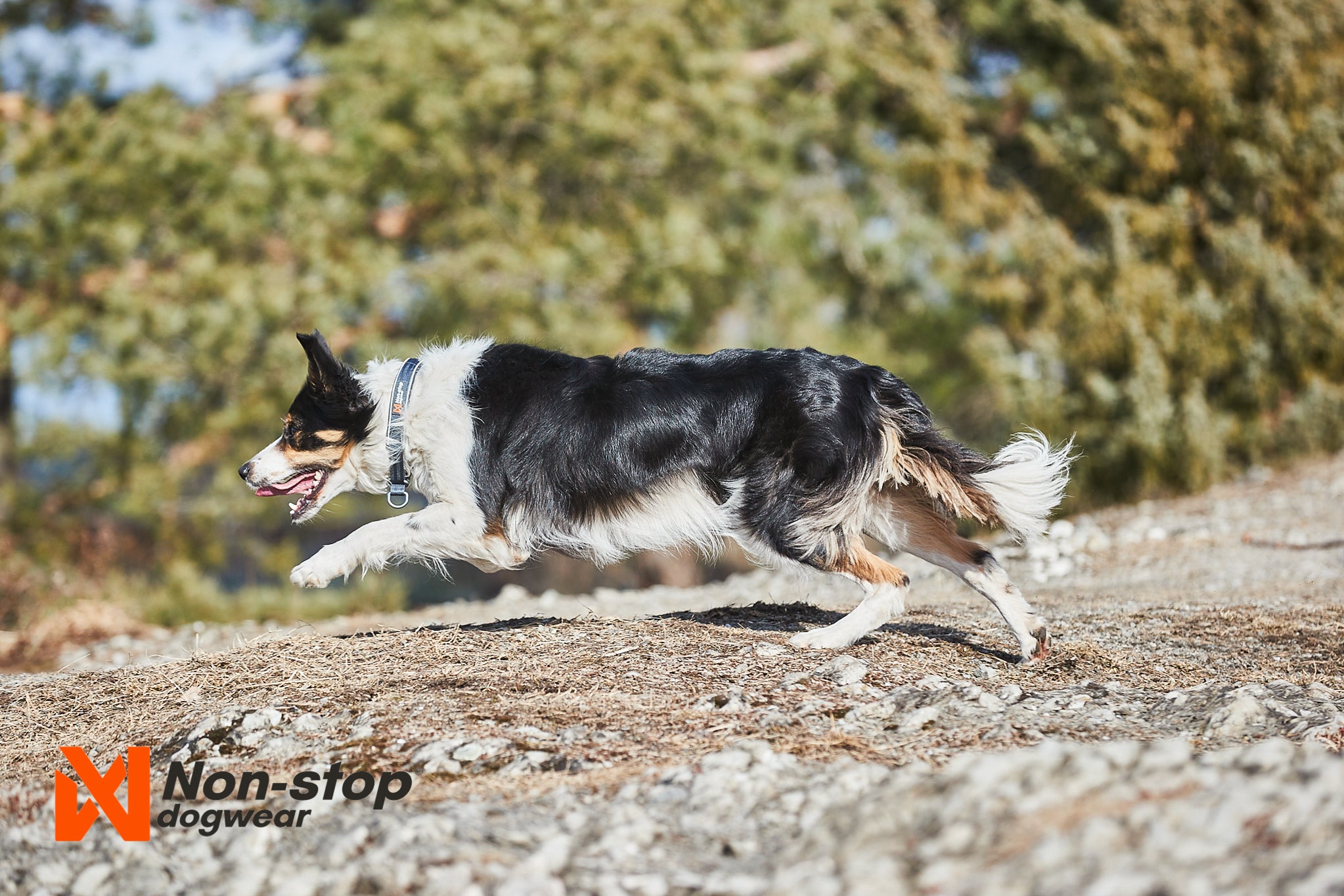 Non-Stop Dog Wear: Cruise Semi-Slip Dog Collar