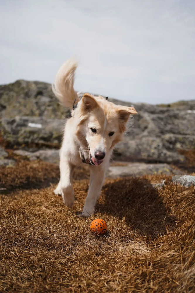 Non-Stop Dog Wear: Dog Toy, Ball