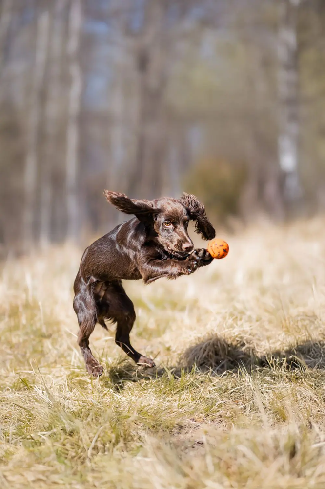 Non-Stop Dog Wear: Dog Toy, Ball