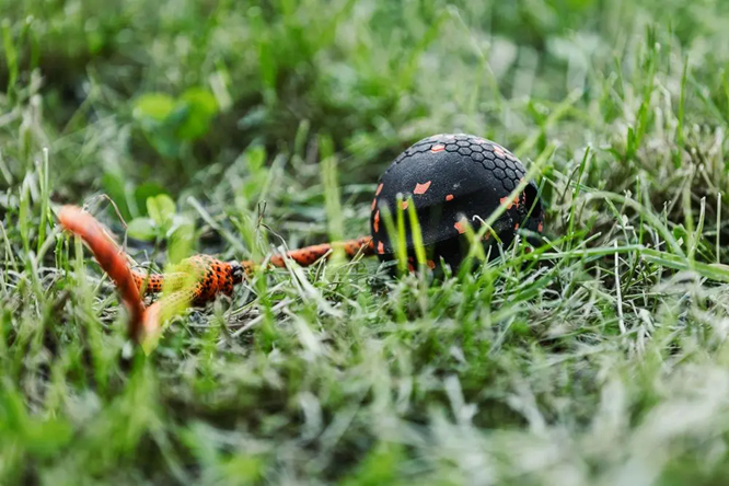 Non-Stop Dog Wear: Dog Toy, Ball on Rope
