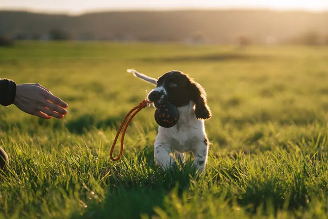 Non-Stop Dog Wear: Dog Toy, Ball on Rope
