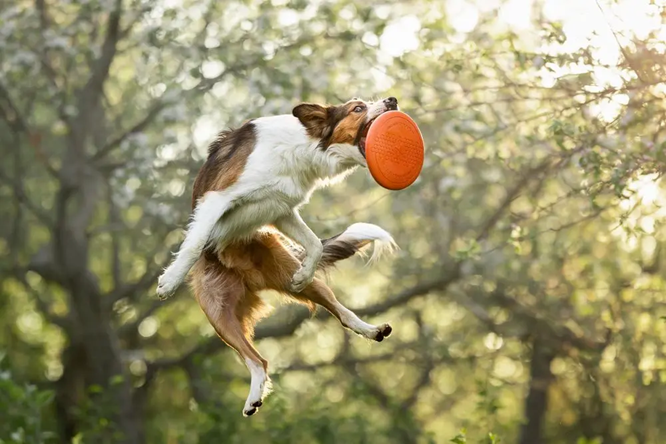 Non-Stop Dog Wear : Dog Toy, Flying Disc