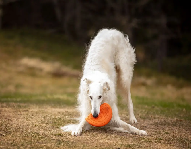Non-Stop Dog Wear : Dog Toy, Flying Disc