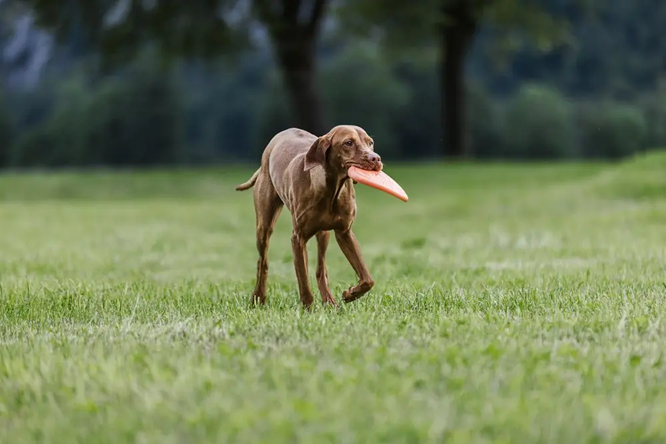 Non-Stop Dog Wear : Dog Toy, Flying Disc