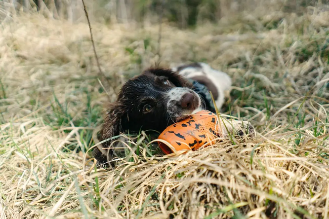 Non-Stop Dog Wear : Dog Toy, Throw Toy