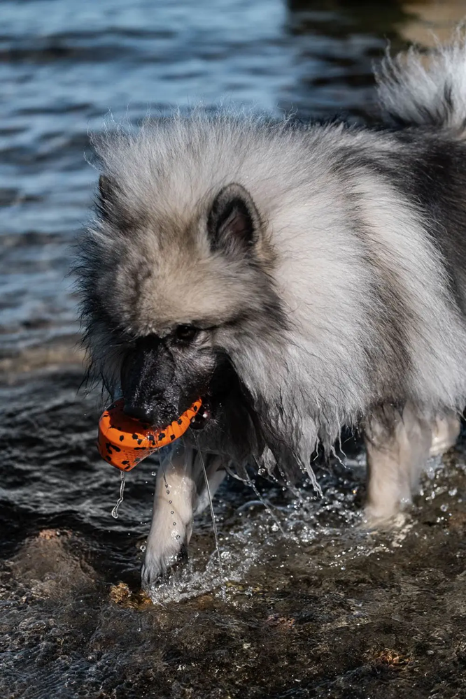 Non-Stop Dog Wear : Dog Toy, Throw Toy