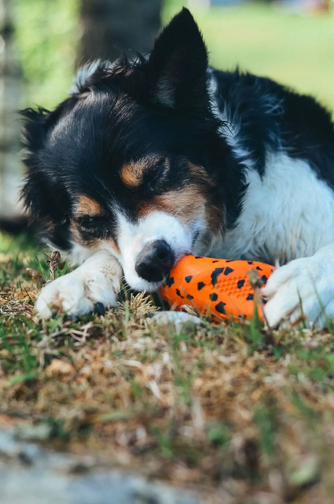 Non-Stop Dog Wear : Dog Toy, Throw Toy