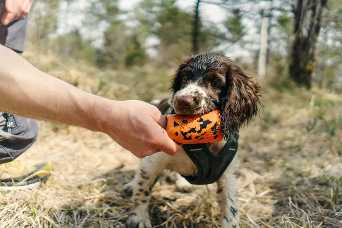 Non-Stop Dog Wear : Dog Toy, Throw Toy