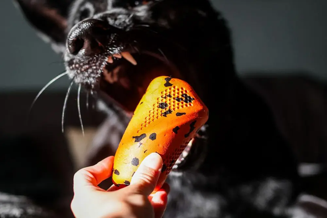 Non-Stop Dog Wear : Dog Toy, Throw Toy