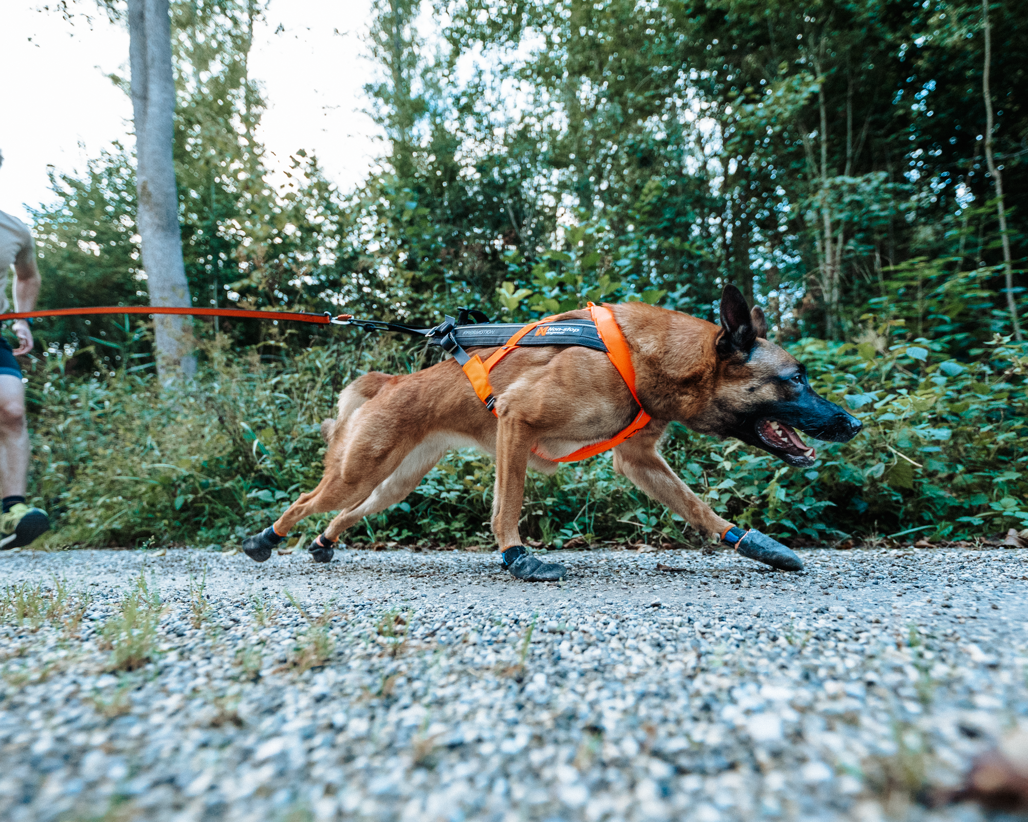 Non-Stop Dog Wear: Freemotion Harness 5.0
