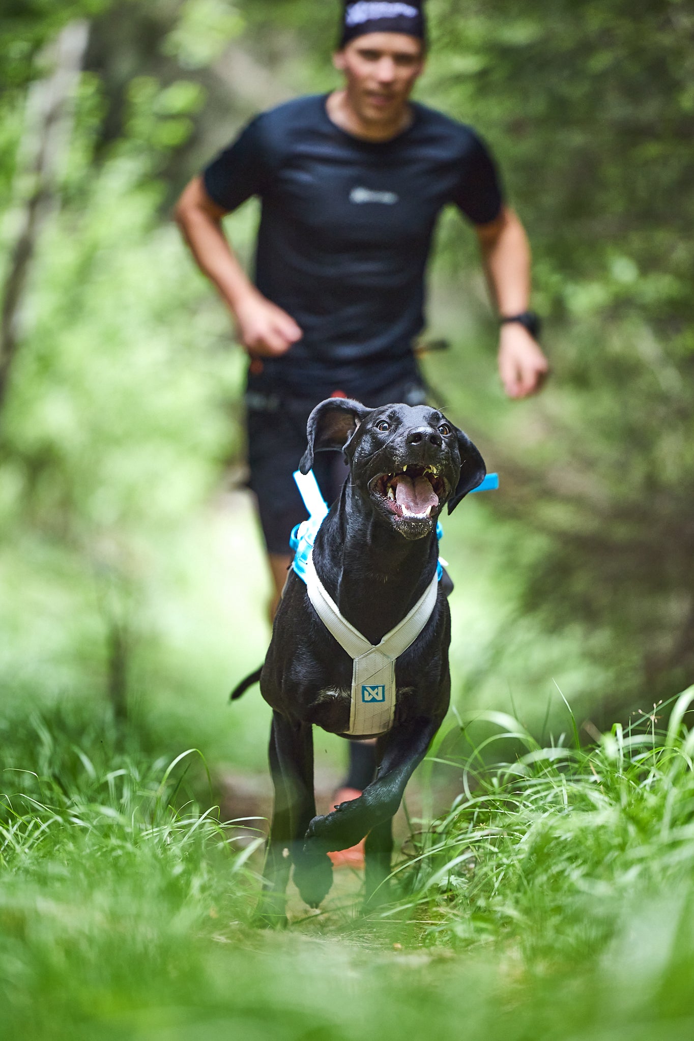 Non-Stop Dog Wear: Freemotion Harness 5.0