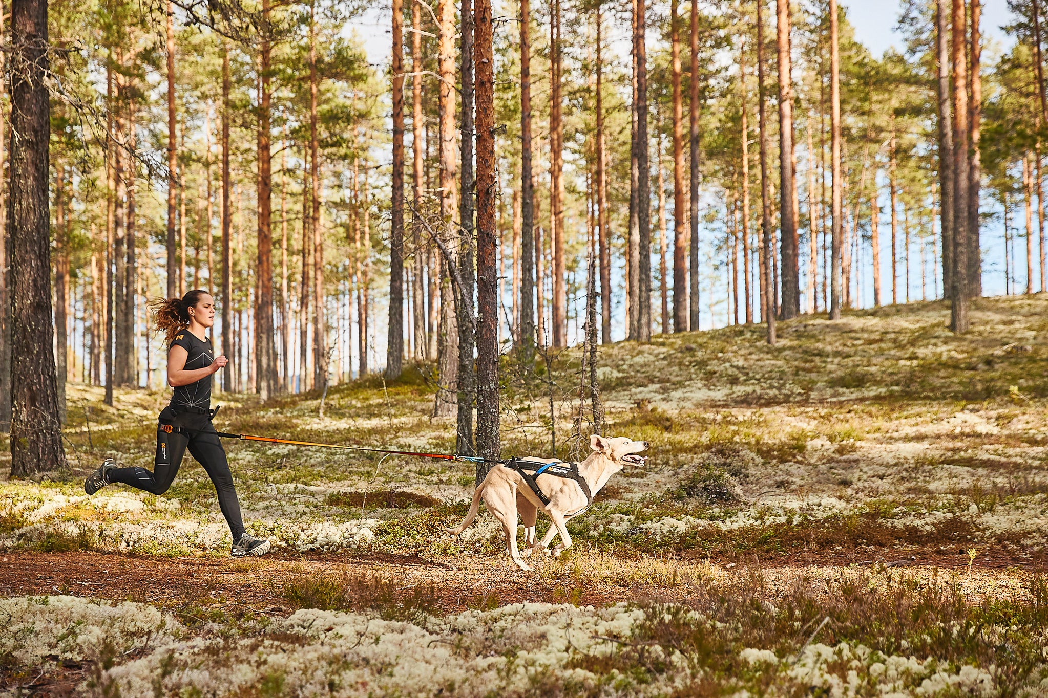 Non-Stop Dog Wear: Freemotion Harness