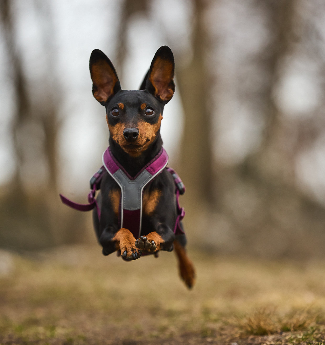 Non-Stop Dog Wear: Line Harness 5.0