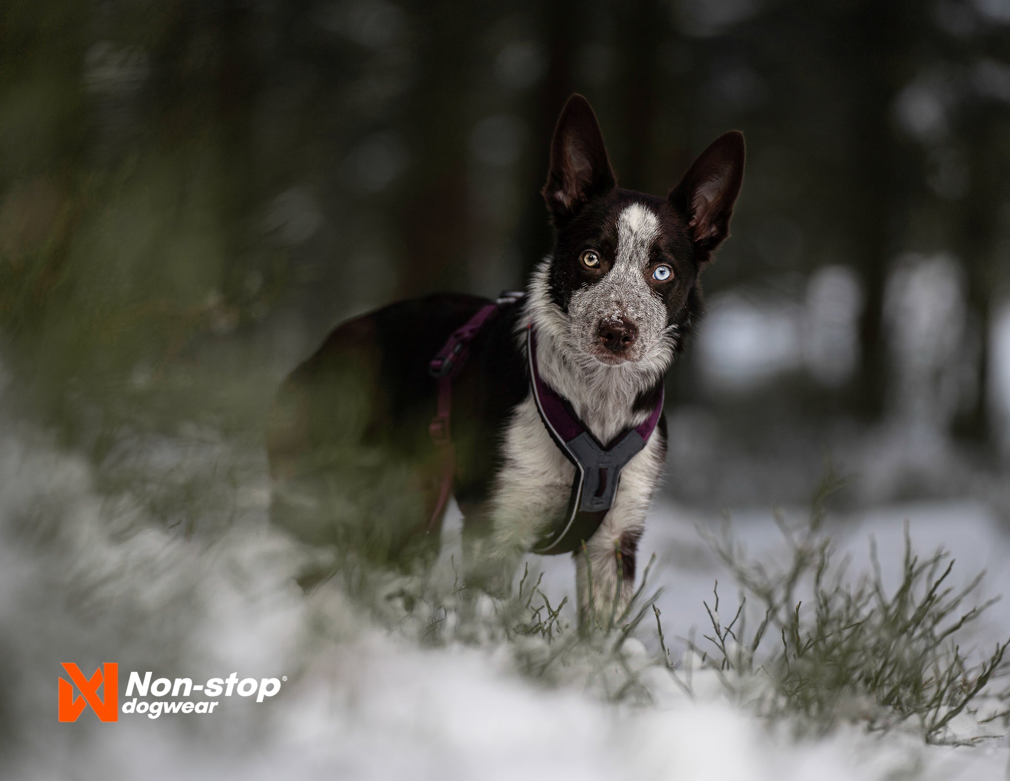 Non-Stop Dog Wear: Line Harness 5.0