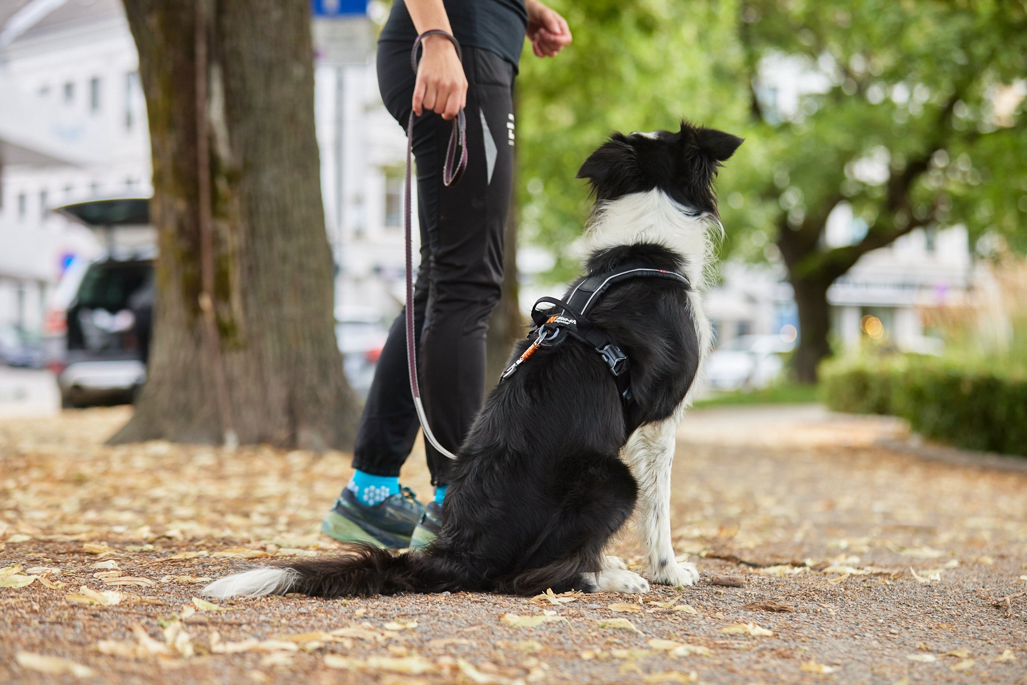 Non-Stop Dog Wear: Line Harness Grip