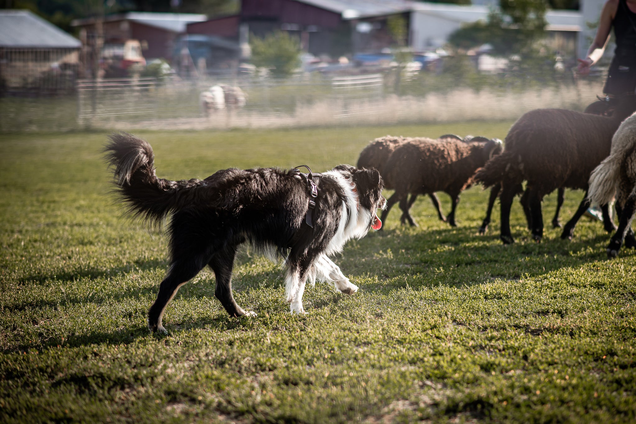 Non-Stop Dog Wear: Line Harness Grip